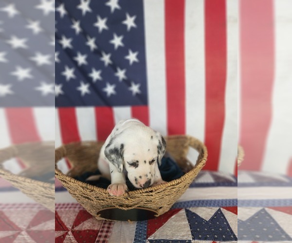 Medium Photo #38 Dalmatian Puppy For Sale in VASSALBORO, ME, USA