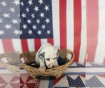Small Photo #38 Dalmatian Puppy For Sale in VASSALBORO, ME, USA