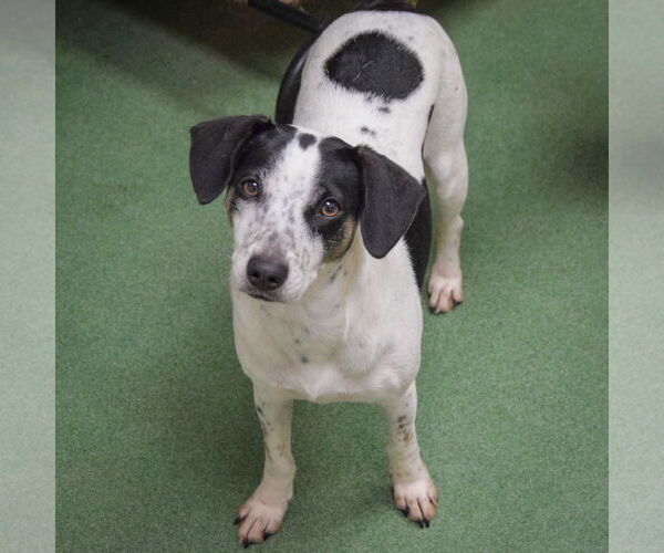 Medium Photo #7 Jack-A-Bee Puppy For Sale in Huntley, IL, USA
