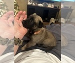 Small Photo #10 Belgian Malinois Puppy For Sale in ATHENS, AL, USA