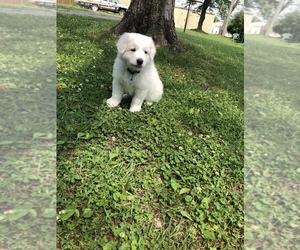Great Pyrenees Puppy for sale in RICHMOND, KY, USA