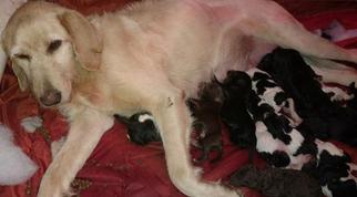 Mother of the Labradoodle puppies born on 01/02/2017