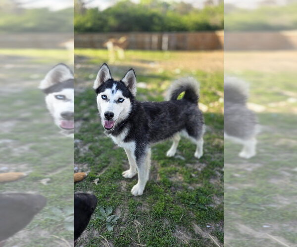 Medium Photo #6 Gerberian Shepsky Puppy For Sale in Aurora, IN, USA