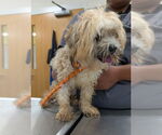 Small Norfolk Terrier Mix