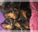 Small Photo #13 Doberman Pinscher Puppy For Sale in SCAPPOOSE, OR, USA