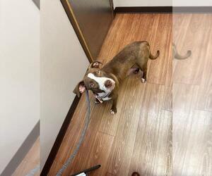 American Pit Bull Terrier-Staffordshire Bull Terrier Mix Dogs for adoption in Ball Ground, GA, USA