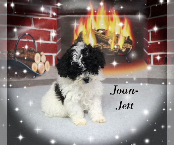 Medium Photo #3 Poodle (Toy) Puppy For Sale in CHANUTE, KS, USA