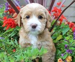 Small Photo #7 Australian Labradoodle Puppy For Sale in REMER, MN, USA