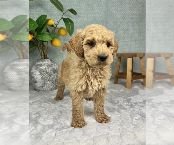 Medium Photo #5 Goldendoodle (Miniature) Puppy For Sale in FRANKLIN, IN, USA