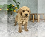 Small #4 Goldendoodle (Miniature)