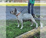 Small #1 American Pit Bull Terrier