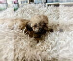 Small Brussels Griffon-Poodle (Miniature) Mix
