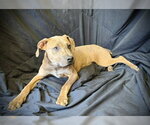 Small #2 Black Mouth Cur-Catahoula Leopard Dog Mix