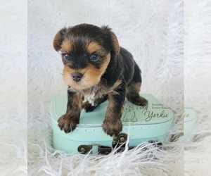 Yorkshire Terrier Puppy for sale in ORCHARDS, WA, USA