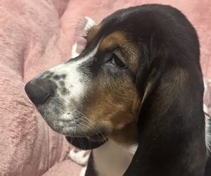 Basset Hound Puppy for Sale in BAMBERG, South Carolina USA