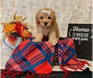 Cavapoo-Poodle (Miniature) Mix Puppy for sale in ORO VALLEY, AZ, USA