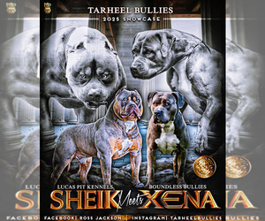 American Bully Litter for sale in BEULAVILLE, NC, USA