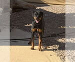 Small #7 Rottweiler