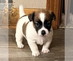 Puppy 1 Jack Russell Terrier