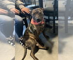 Small #6 American Pit Bull Terrier Mix