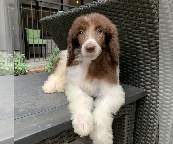 Medium Photo #3 Poodle (Standard) Puppy For Sale in HOUSTON, TX, USA