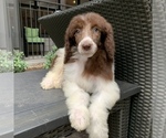 Small Photo #3 Poodle (Standard) Puppy For Sale in HOUSTON, TX, USA