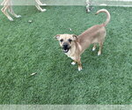 Small #5 Chihuahua Mix