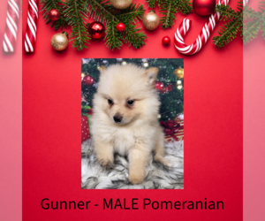 Pomeranian Puppy for sale in AZLE, TX, USA