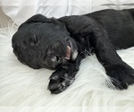 Puppy Prince Andrew Poodle (Standard)
