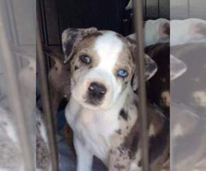 Catahoula Leopard Dog-Great Dane Mix Puppy for sale in SULLIVAN, MO, USA