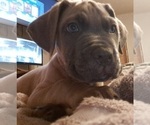 Small Photo #17 Cane Corso Puppy For Sale in MEDARYVILLE, IN, USA