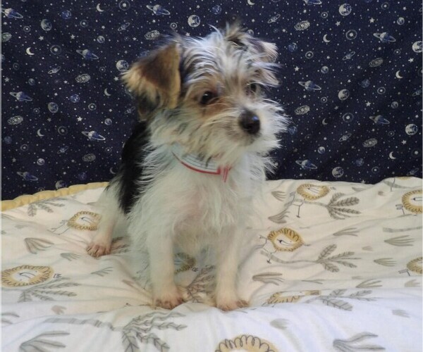 Medium Photo #21 Morkie Puppy For Sale in PATERSON, NJ, USA