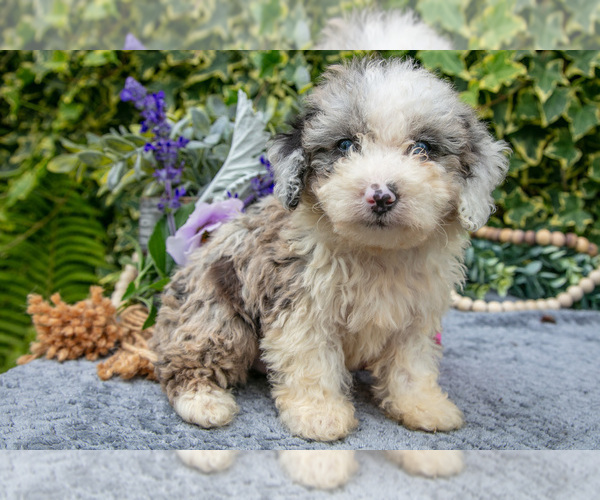 Medium Photo #12 Poodle (Miniature) Puppy For Sale in SHILOH, OH, USA