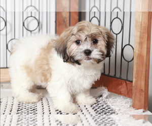 Zuchon Puppy for sale in NAPLES, FL, USA