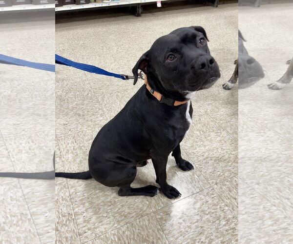 Medium Photo #5 American Staffordshire Terrier-Unknown Mix Puppy For Sale in Minneapolis, MN, USA