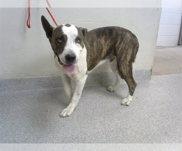 Medium Photo #1 American Pit Bull Terrier-Unknown Mix Puppy For Sale in Pasadena, TX, USA