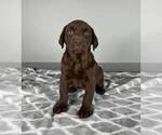Small Photo #7 Labrador Retriever Puppy For Sale in FRANKLIN, IN, USA