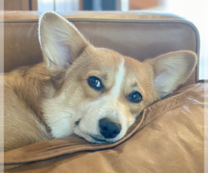 Pembroke Welsh Corgi Dogs for adoption in San Ramon, CA, USA
