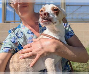 Mutt Dogs for adoption in Denver, CO, USA