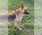 Small Photo #5 German Shepherd Dog Puppy For Sale in Fort Lauderdale, FL, USA