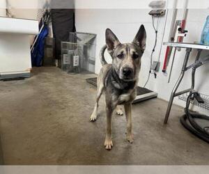 German Shepherd Dog Dogs for adoption in Corona, CA, USA