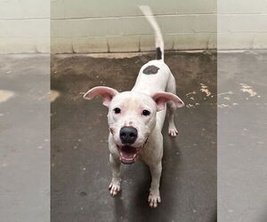 Staffordshire Bull Terrier-Unknown Mix Dogs for adoption in Jackson, MS, USA