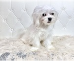 Small Photo #15 Maltese Puppy For Sale in HAYWARD, CA, USA