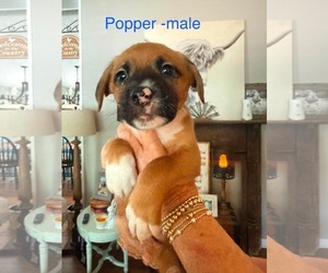 Golden Dox Dogs for adoption in Roxboro, NC, USA