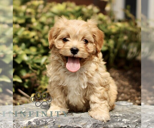 Medium Photo #1 Cavapoo (Miniature) Puppy For Sale in RONKS, PA, USA