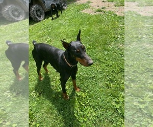 Mother of the Doberman Pinscher puppies born on 04/30/2025