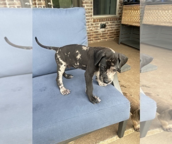 Medium Photo #2 Great Dane Puppy For Sale in GRAND PRAIRIE, TX, USA