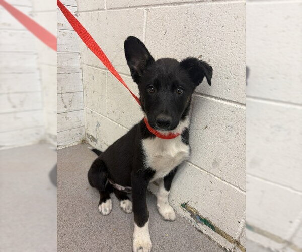 Medium Photo #1 Border Collie Puppy For Sale in San Bernardino, CA, USA