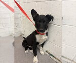 Small Border Collie