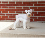 Small #8 Schnauzer (Miniature)
